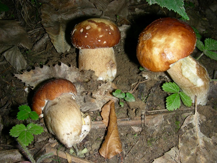 734 Luglio vecchio ritrovamento